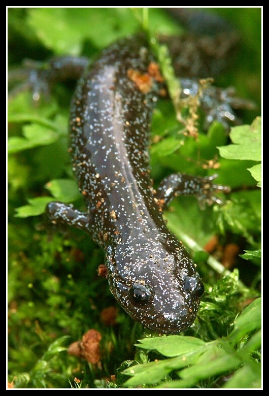 Hynobius lichenatus
