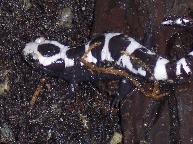 Ambystoma opacum Ambystoma opacum