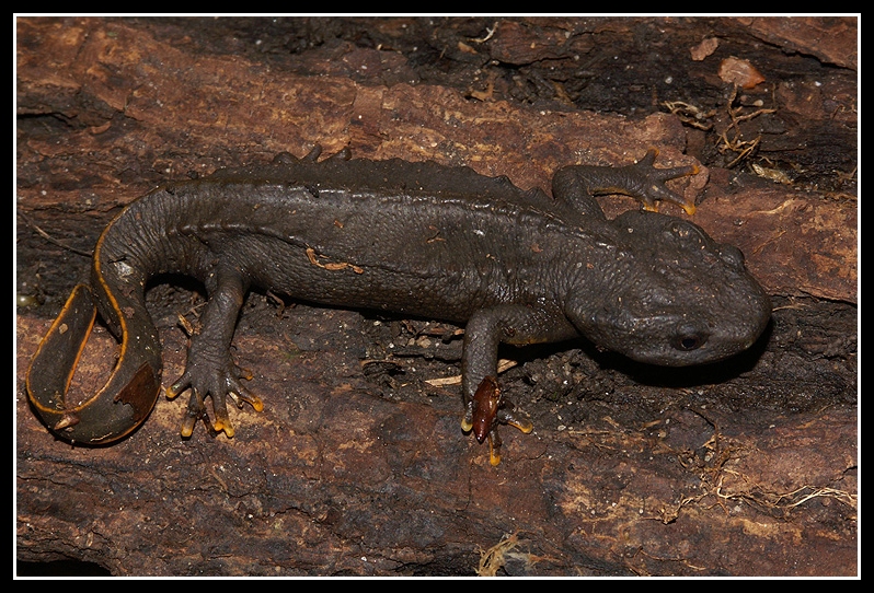 Tylototriton vietnamensis