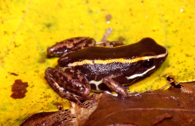 Phyllobates lugubris Phyllobates lugubris