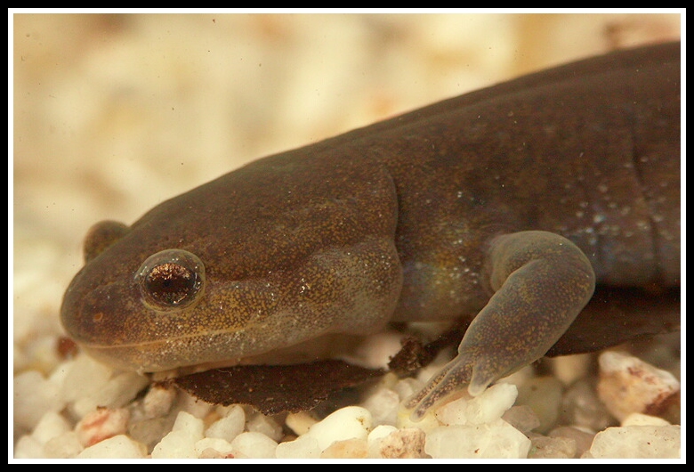 Hynobius nigrescens
