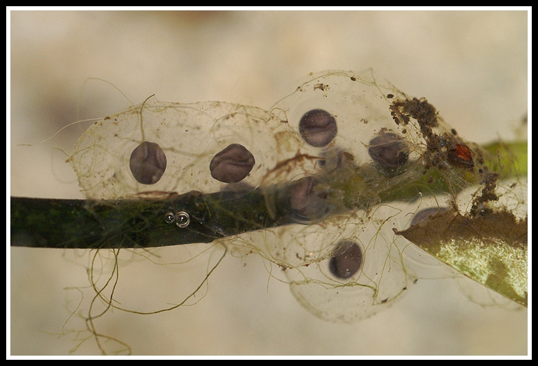 Ambystoma macrodactylum