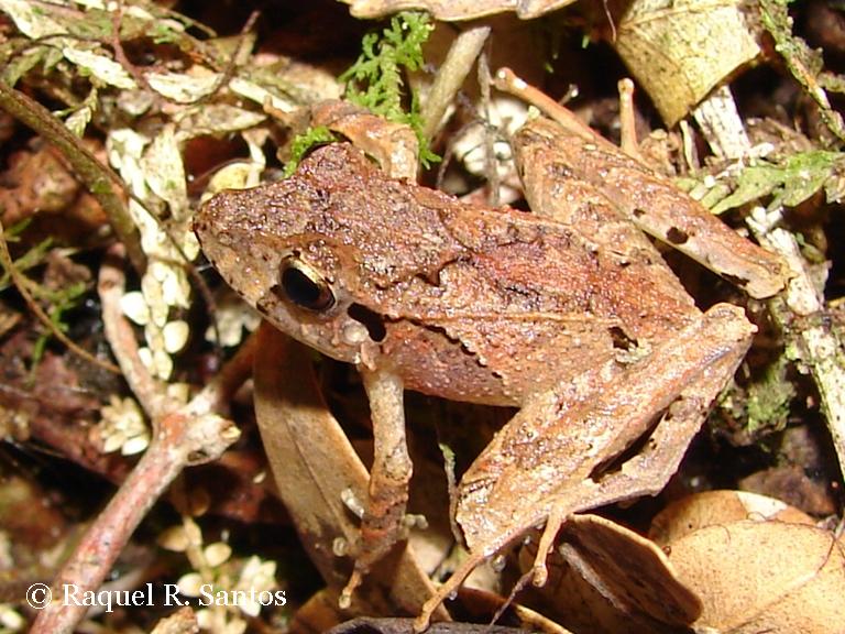 Ischnocnema henselii