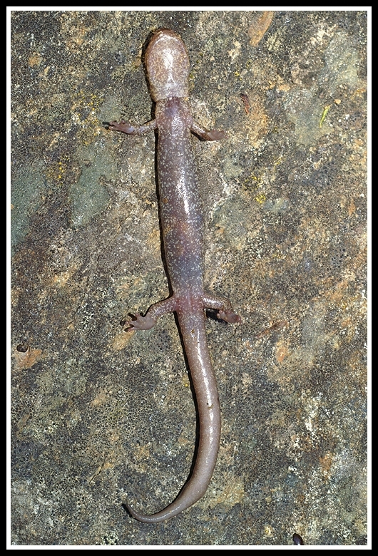 Plethodon asupak