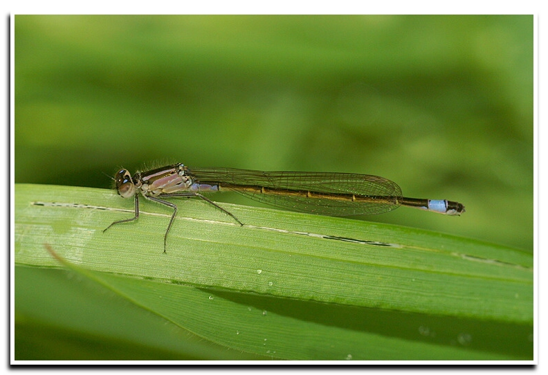 Ischnura elegans