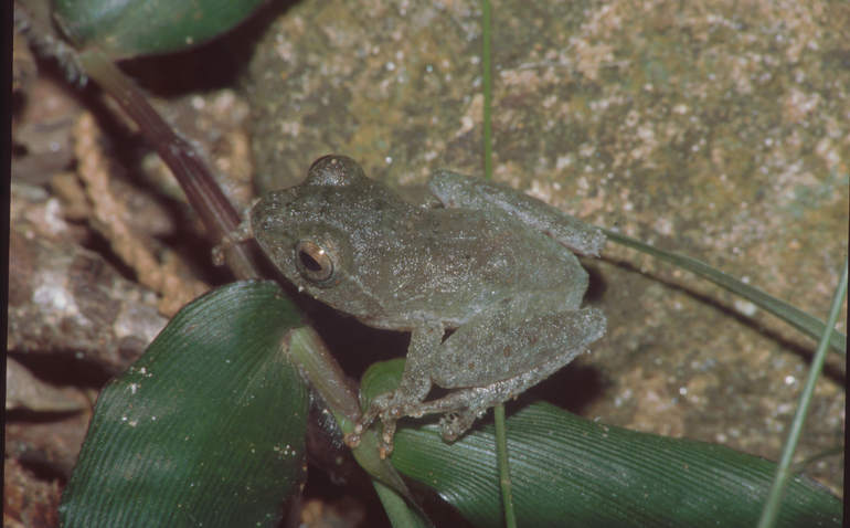 Pseudophilautus femoralis