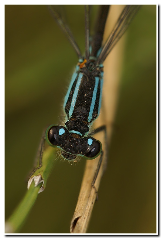 Ischnura elegans