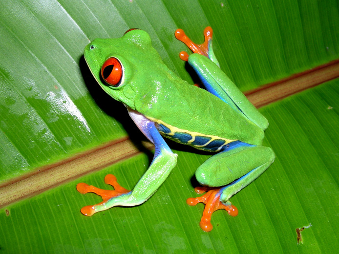 Agalychnis callidryas