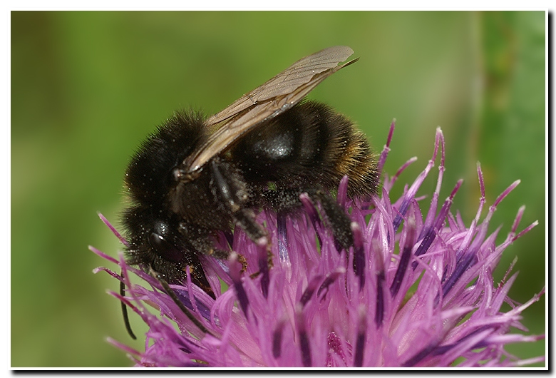 Bombus campestris