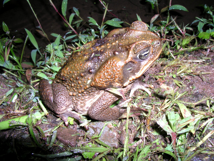 Rhinella horribilis