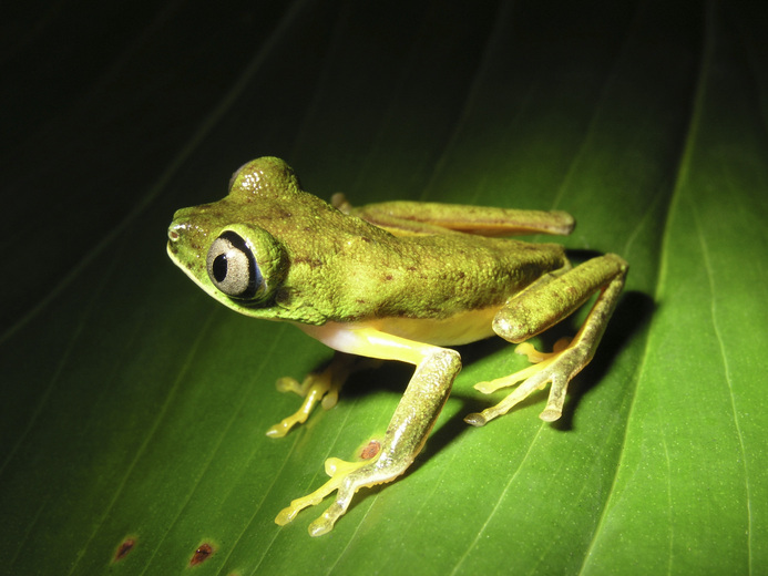 Agalychnis lemur