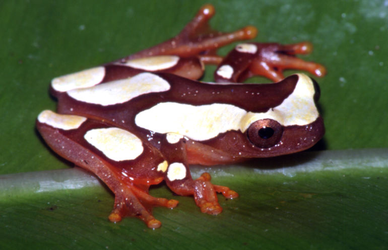 Dendropsophus leucophyllatus Dendropsophus leucophyllatus