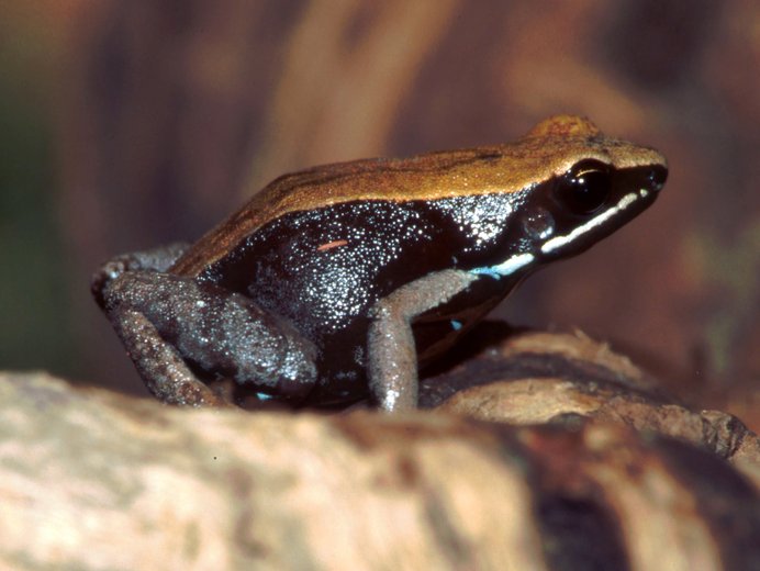 Mantella betsileo Mantella betsileo