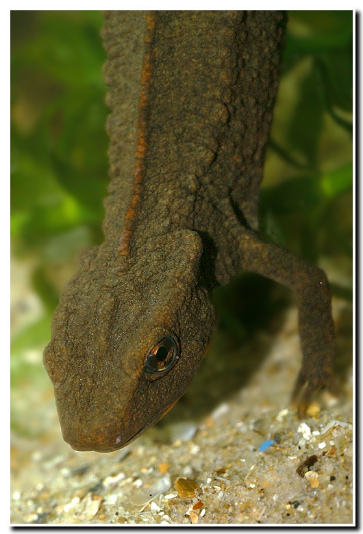 Paramesotriton hongkongensis