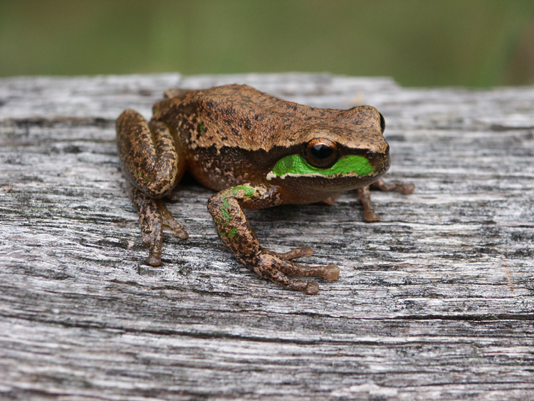 Litoria daviesae