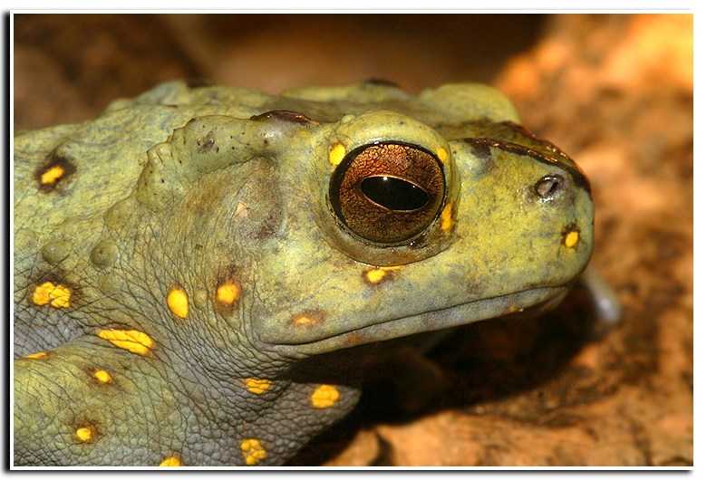 Rentapia flavomaculata