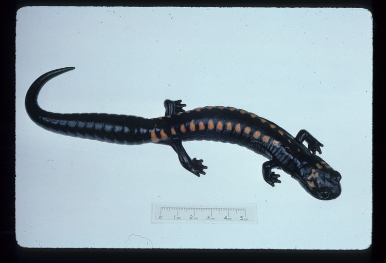 Isthmura maxima