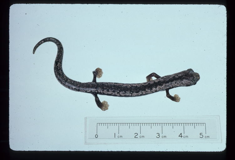 Bolitoglossa yucatana
