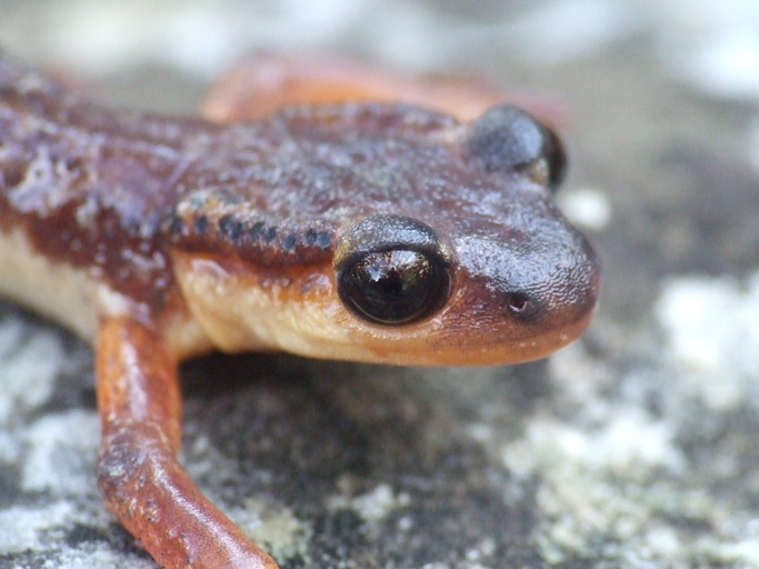 Lyciasalamandra billae Lyciasalamandra billae