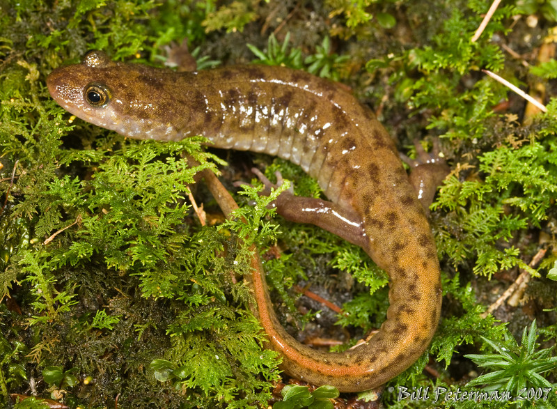 Desmognathus monticola