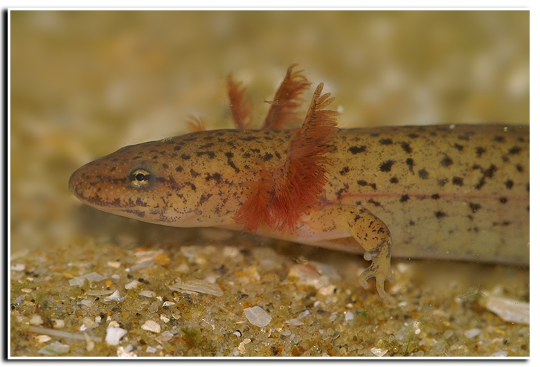Pseudotriton ruber