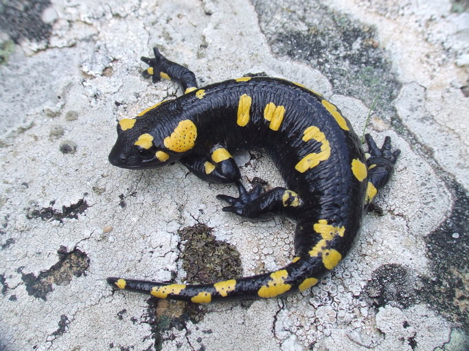 Salamandra salamandra longirostris