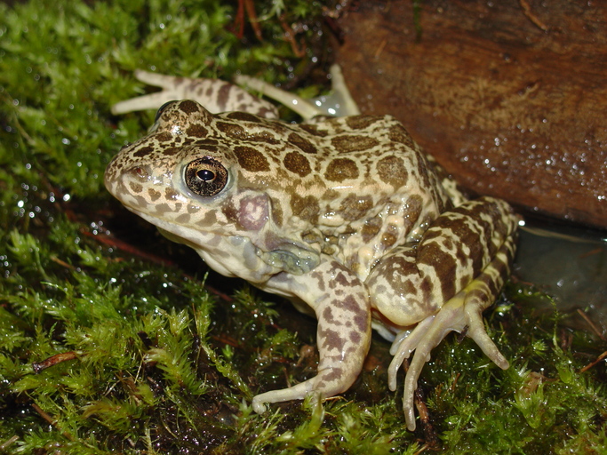 Rana areolata