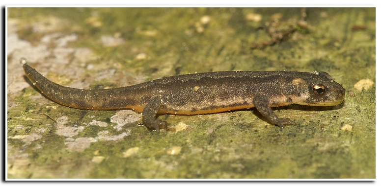 Ommatotriton nesterovi