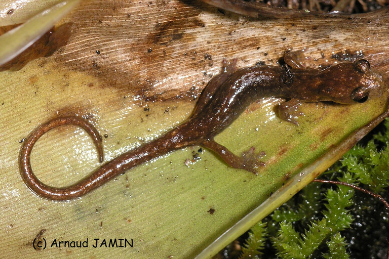 Chiropterotriton lavae Chiropterotriton lavae