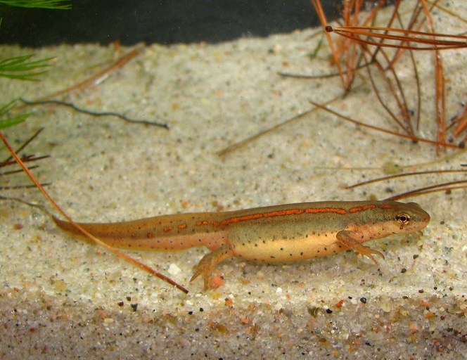 Notophthalmus perstriatus