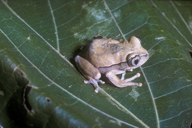 Leptopelis kivuensis