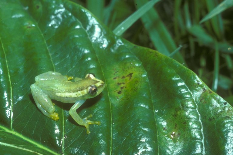 Hyperolius tanneri Hyperolius tanneri