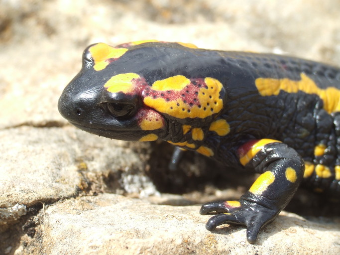 Salamandra salamandra morenica