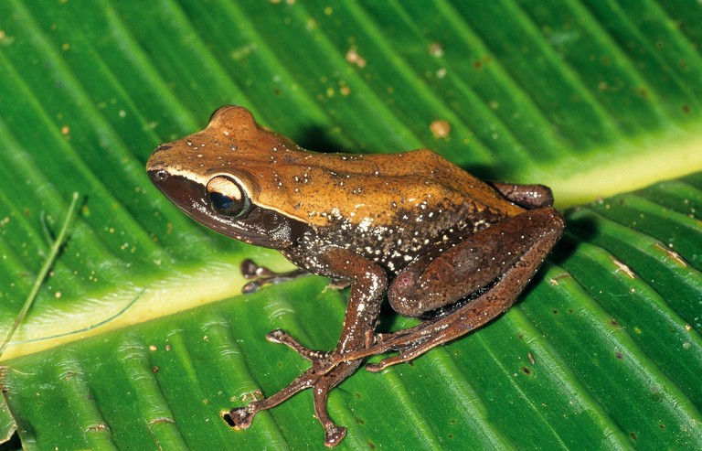 Guibemantis kathrinae Guibemantis kathrinae