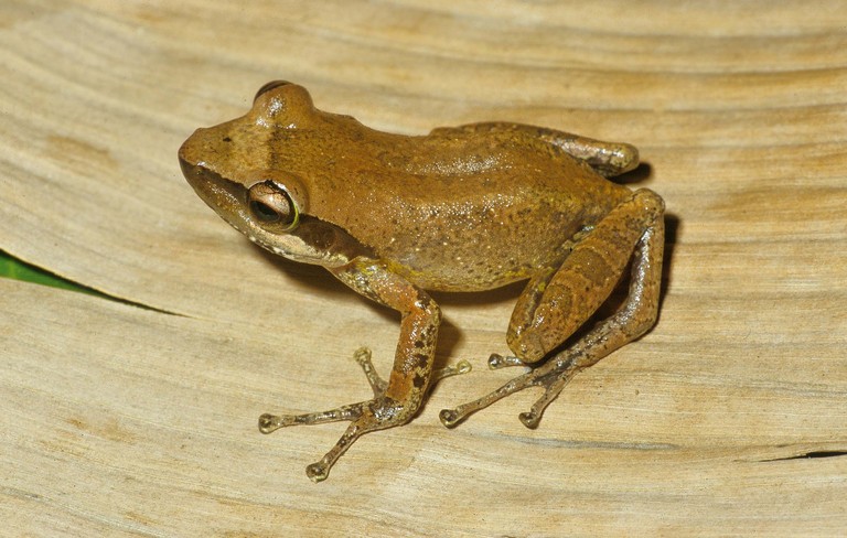 Guibemantis timidus Guibemantis timidus