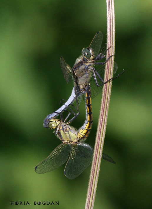 Orthetrum cancellatum Orthetrum cancellatum