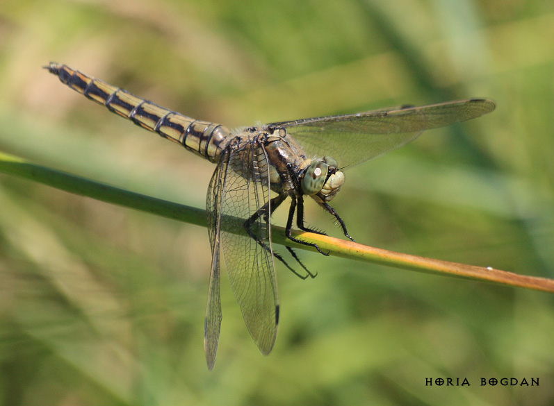 Orthetrum cancellatum Orthetrum cancellatum