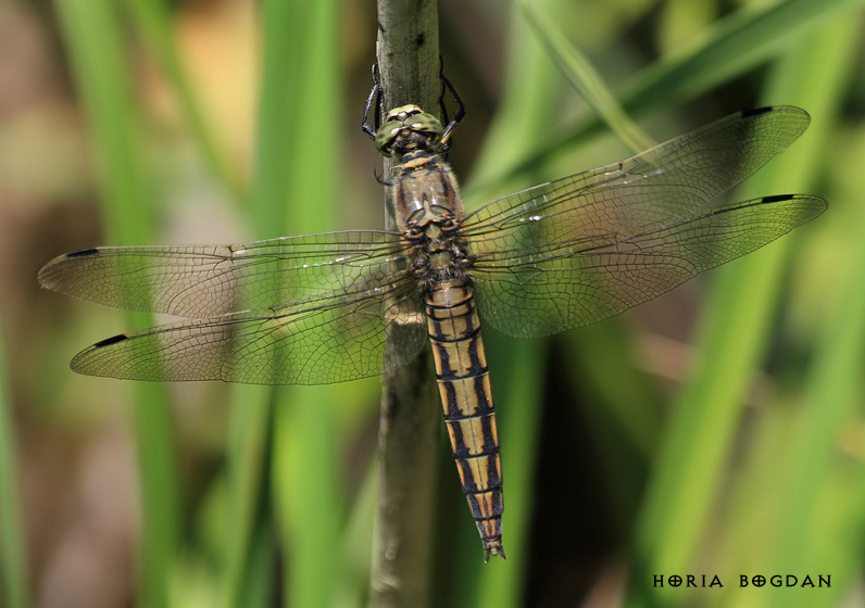 Orthetrum cancellatum Orthetrum cancellatum