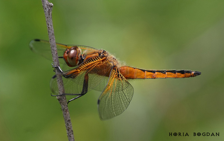 Libellula fulva Libellula fulva