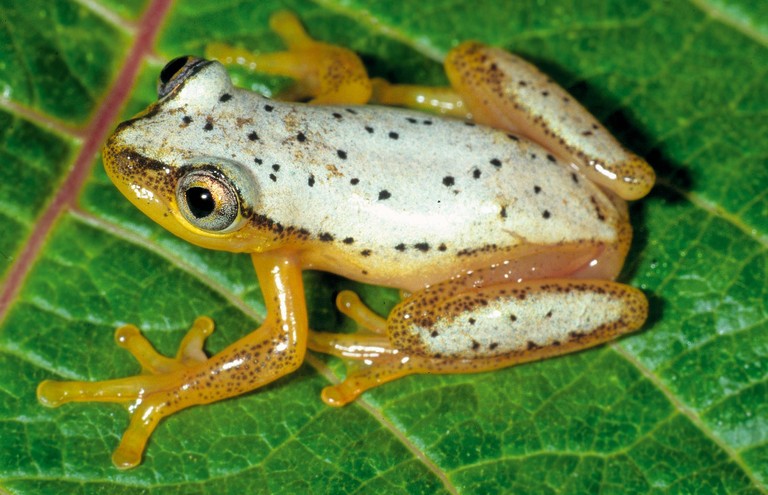 Heterixalus punctatus Heterixalus punctatus