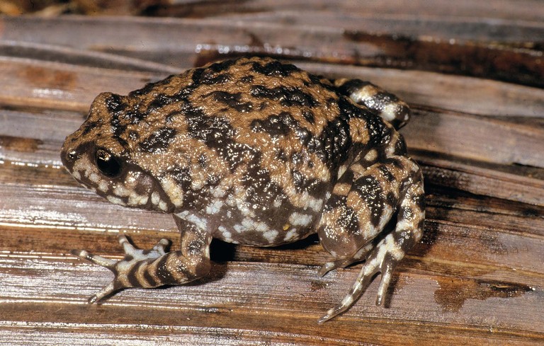 Plethodontohyla tuberata