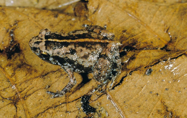 Stumpffia tetradactyla Stumpffia tetradactyla