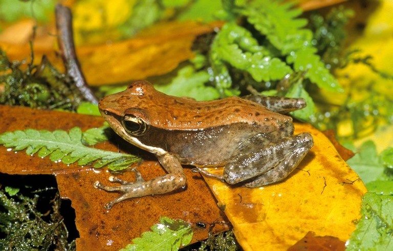 Mantidactylus charlotteae Mantidactylus charlotteae