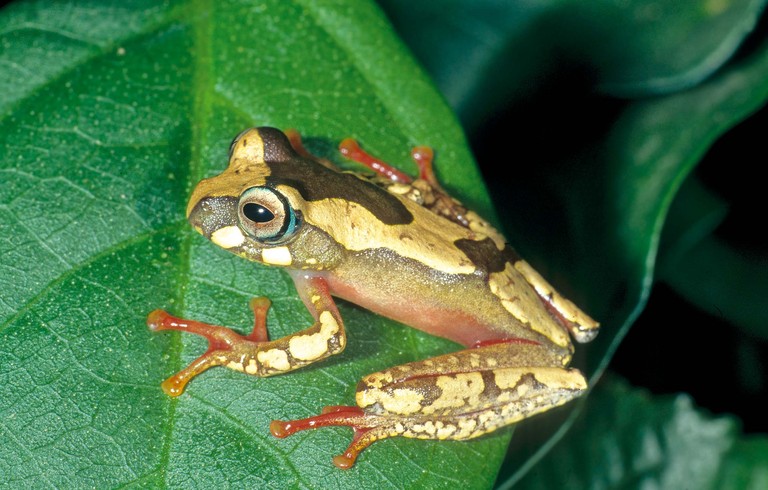 Boophis picturatus Boophis picturatus