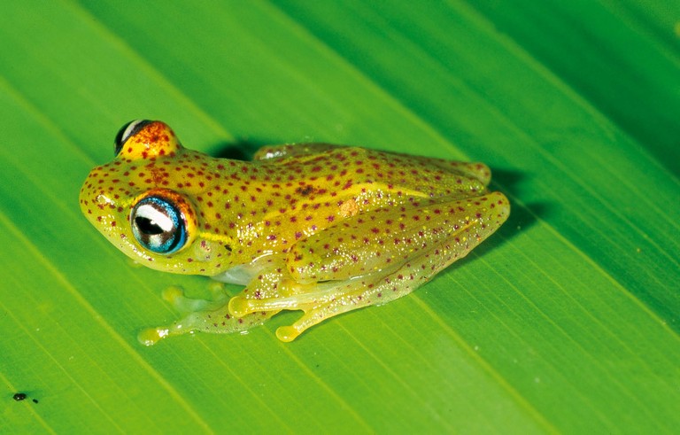 Boophis tasymena Boophis tasymena