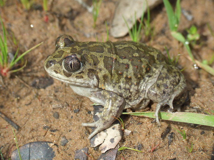 Pelobates varaldii