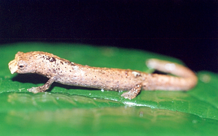 Bolitoglossa colonnea