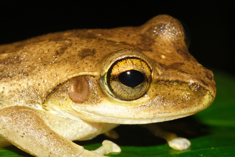 Boophis tephraeomystax Boophis tephraeomystax