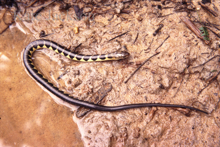 Grayia smithii