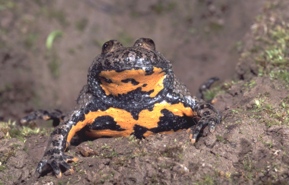 Bombina variegata